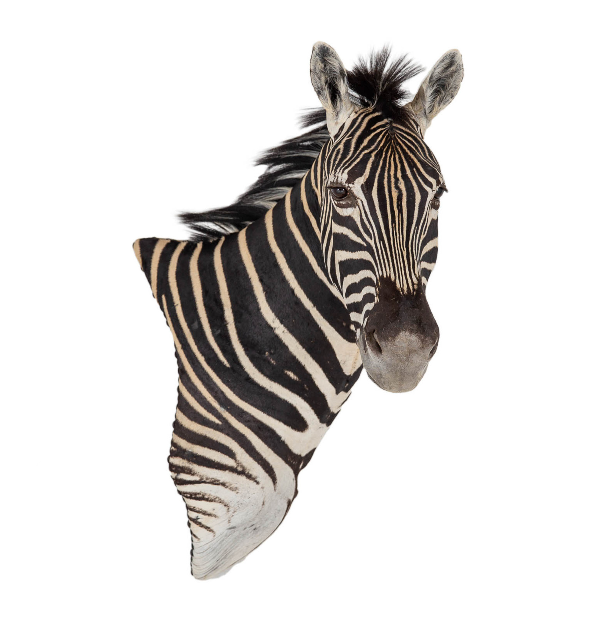 Zebra Wall Pedestal Mount Splitting Image Taxidermy